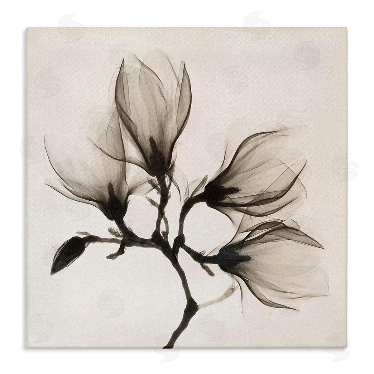 Image Conscious Sepia Tone Tree Blossom Florals Translucent Flowers Stretched Canvas Wall Art Print
