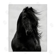 Carol Walker | Black Stallion Horse Portrait