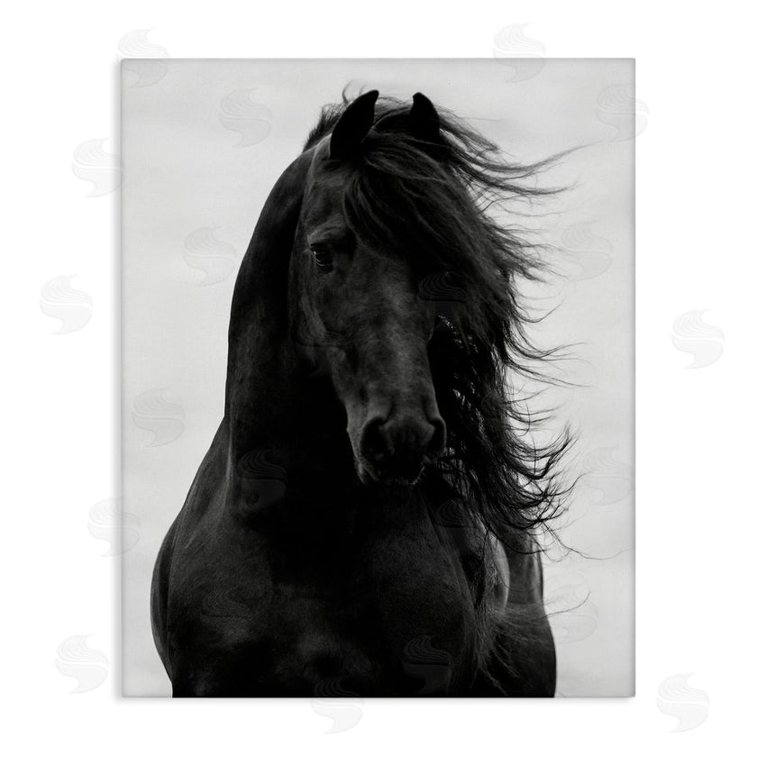 Carol Walker | Black Stallion Horse Portrait