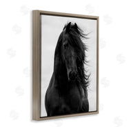 Carol Walker | Black Stallion Horse Portrait