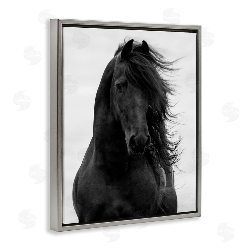 Carol Walker | Black Stallion Horse Portrait