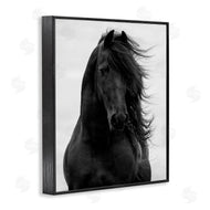 Carol Walker | Black Stallion Horse Portrait