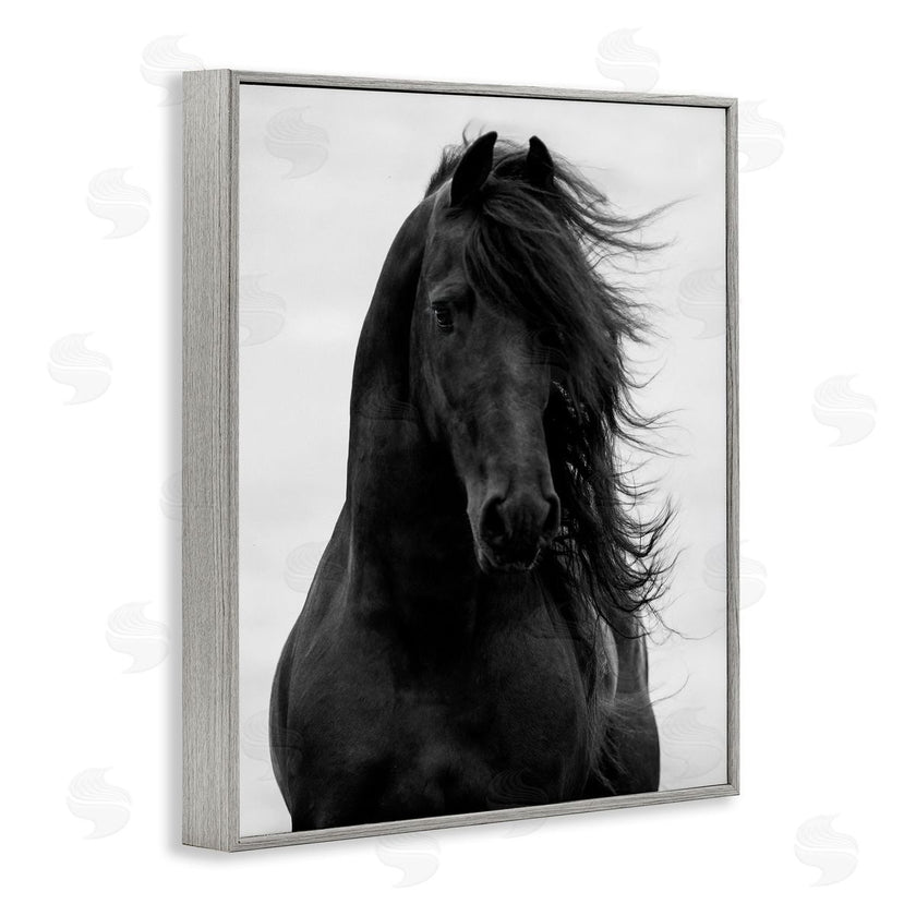 Carol Walker | Black Stallion Horse Portrait
