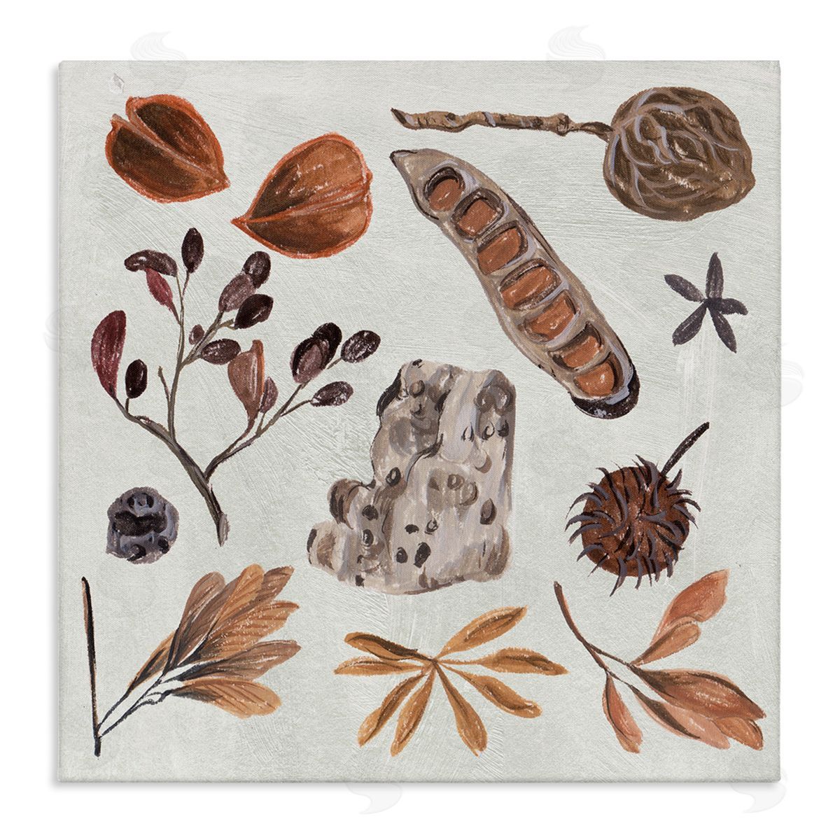 Melissa Wang Brown Seed Leaf Nut Botanicals Nature  Stretched Canvas Wall Art Print