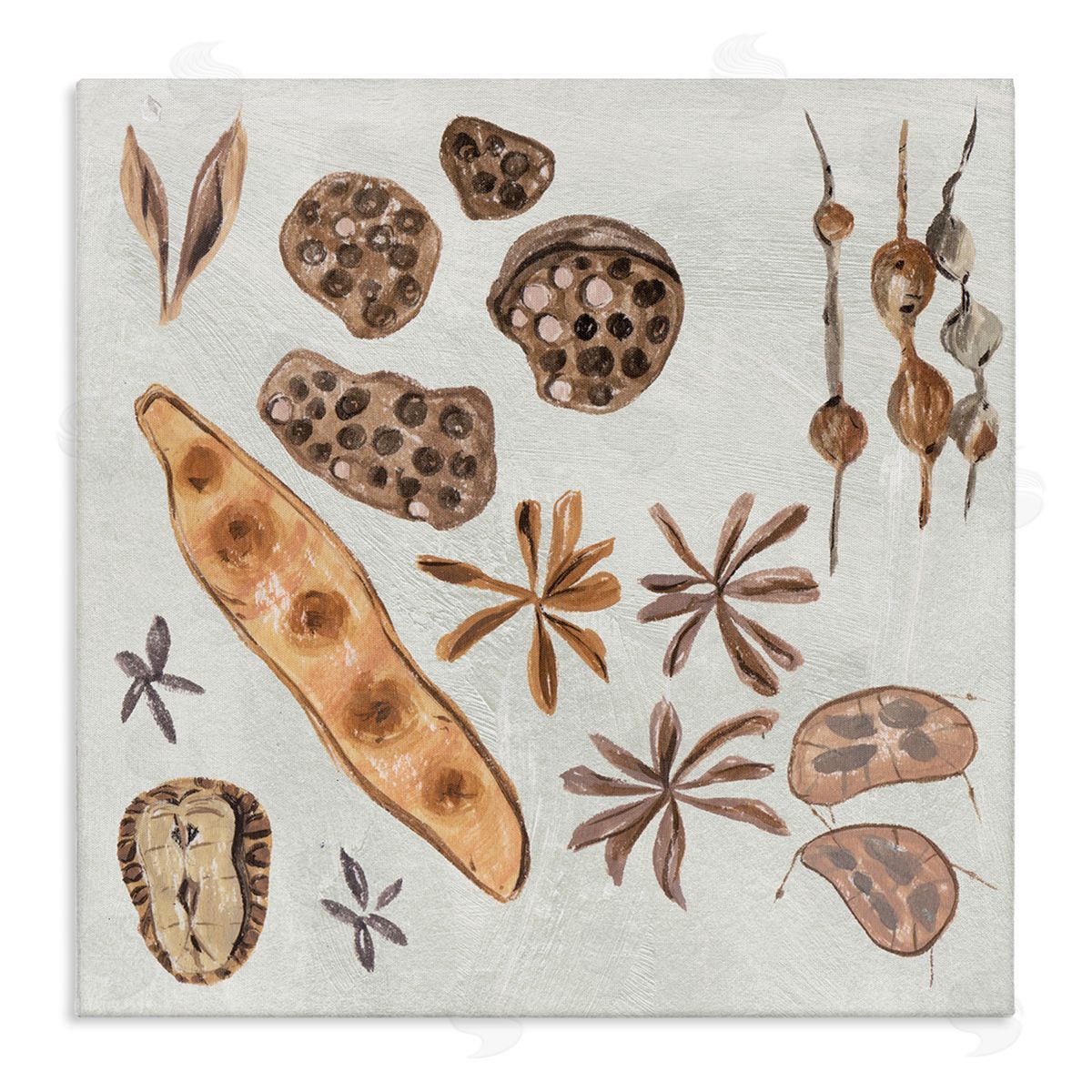 Melissa Wang Brown Seed Plant Botanicals Nature Diagram  Stretched Canvas Wall Art Print
