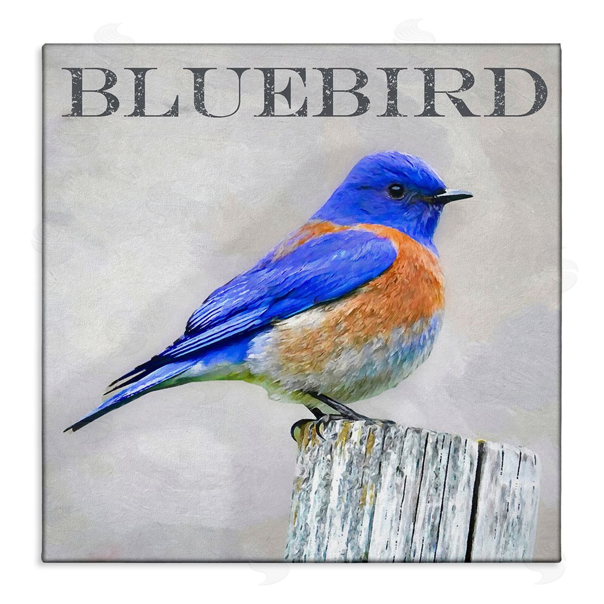 Alpenglow Workshop Vivid Bluebird Standing Birch Tree Rustic Text Stretched Canvas Wall Art Print