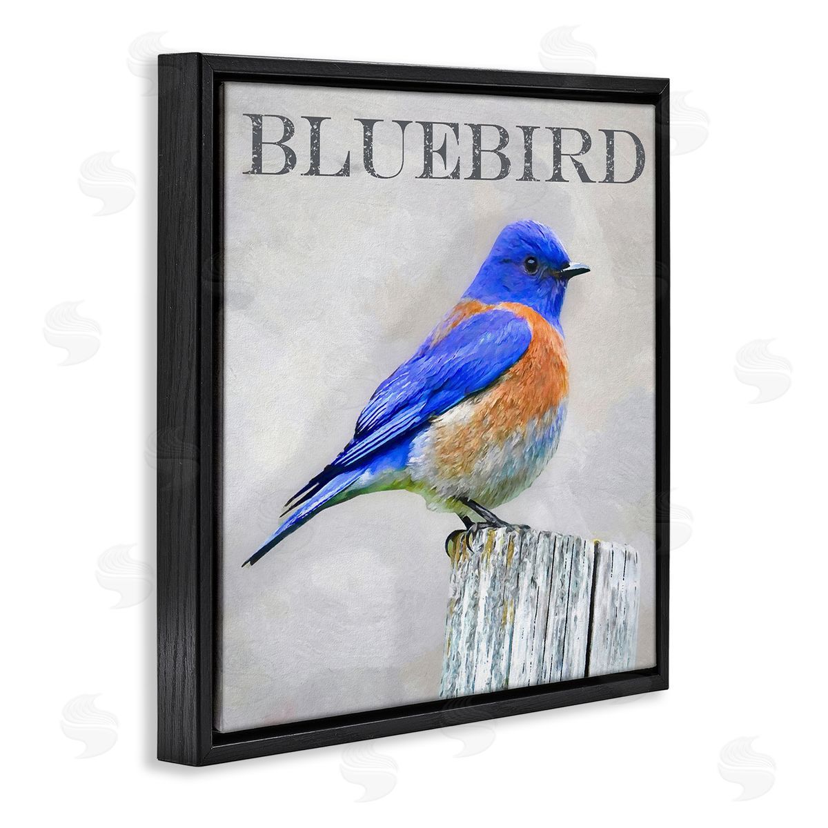 Alpenglow Workshop Vivid Bluebird Standing Birch Tree Rustic Text Black Floating Frame Canvas Wall Art Print