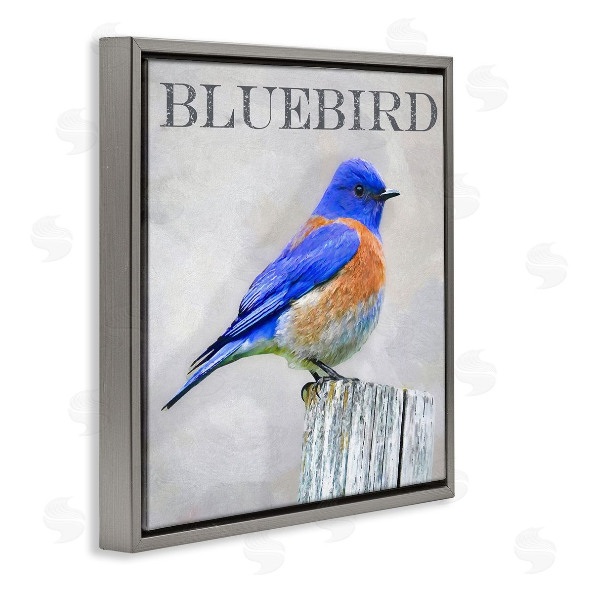 Alpenglow Workshop Vivid Bluebird Standing Birch Tree Rustic Text Gray Floating Frame Canvas Wall Art Print