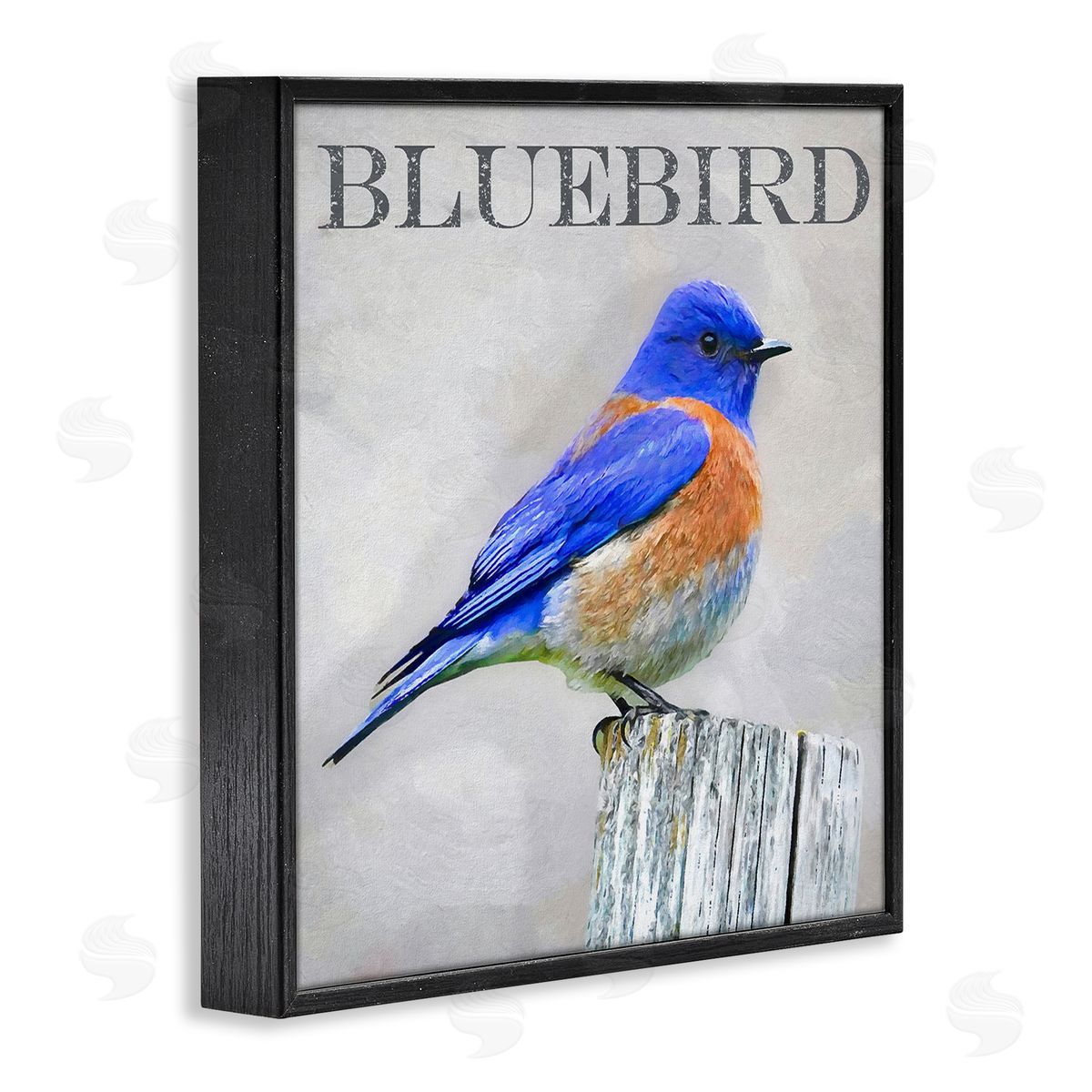 Alpenglow Workshop Vivid Bluebird Standing Birch Tree Rustic Text Black Framed Glicee Wall Art Print