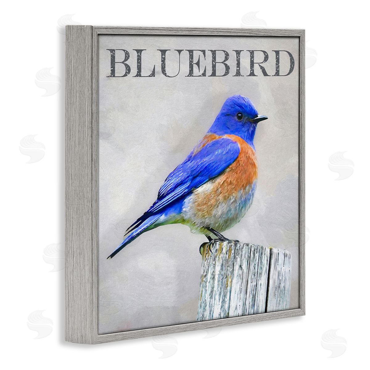 Alpenglow Workshop Vivid Bluebird Standing Birch Tree Rustic Text Gray Framed Glicee Wall Art Print