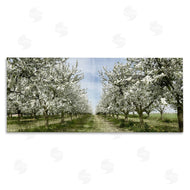 Kim Allen | Blooming White Tree Orchard