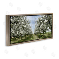 Kim Allen | Blooming White Tree Orchard