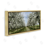 Kim Allen | Blooming White Tree Orchard