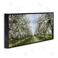 Kim Allen | Blooming White Tree Orchard