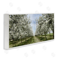 Kim Allen | Blooming White Tree Orchard