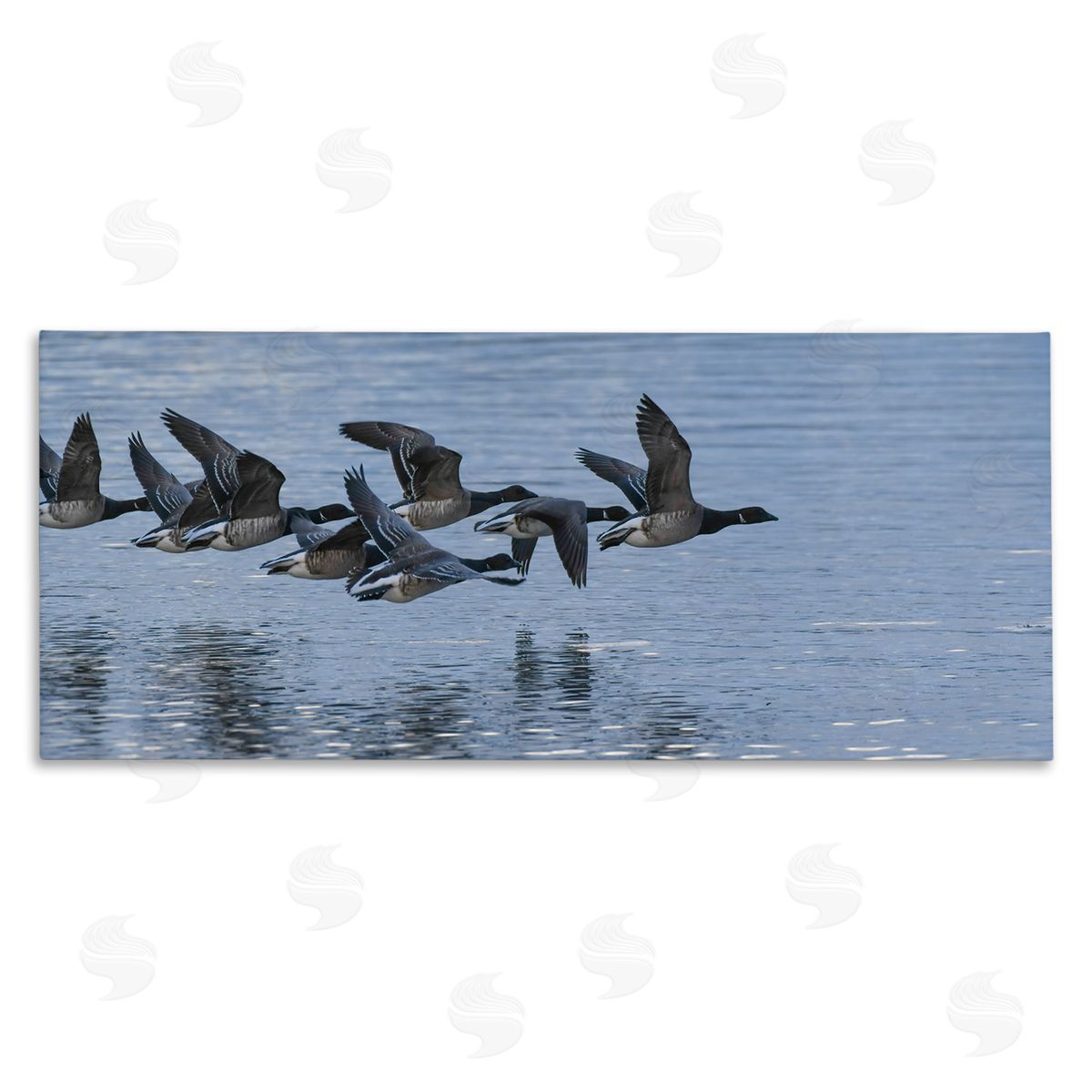 Nancy Crowell Flying Geese Wings Flapping Calm Ocean Water 