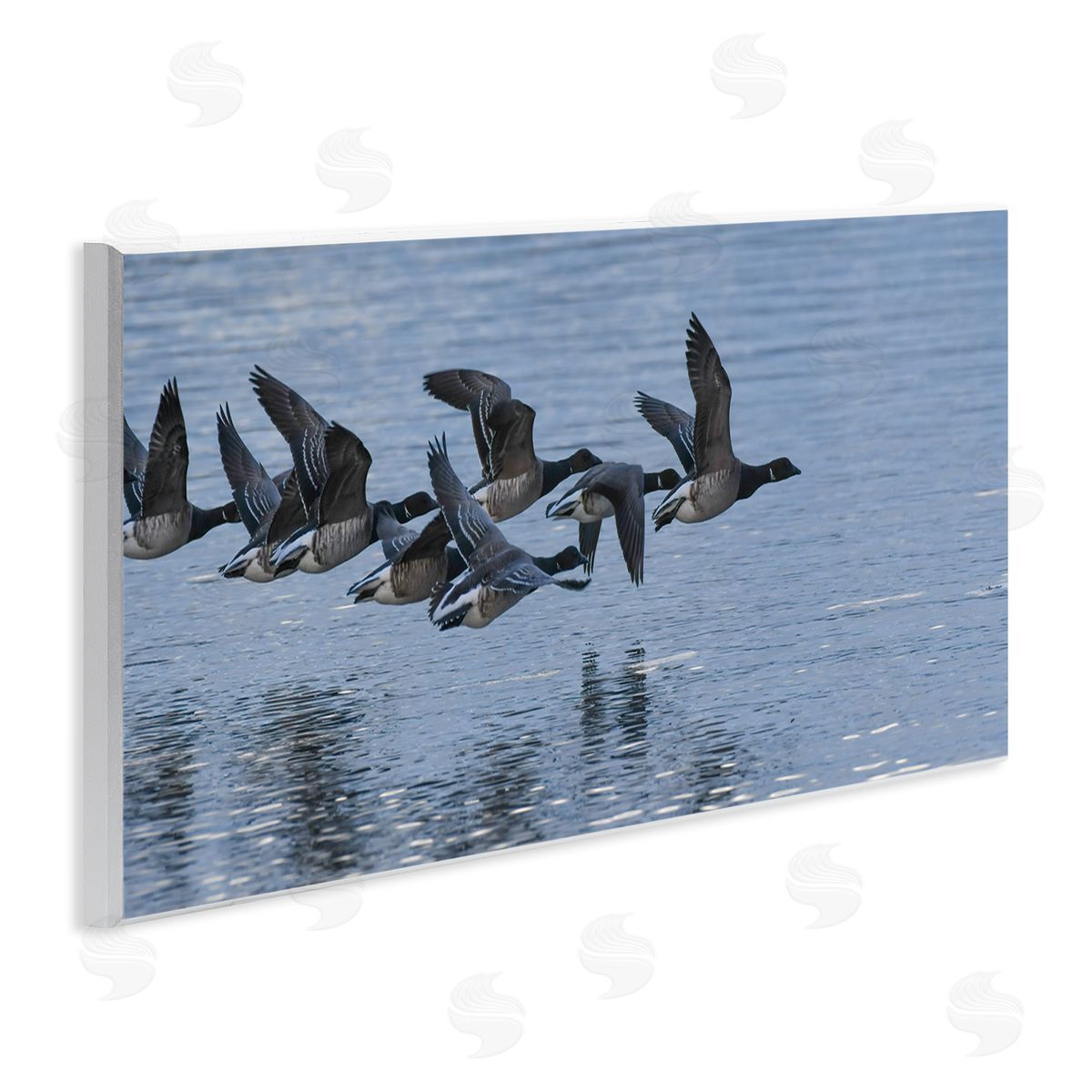 Nancy Crowell Flying Geese Wings Flapping Calm Ocean Water 