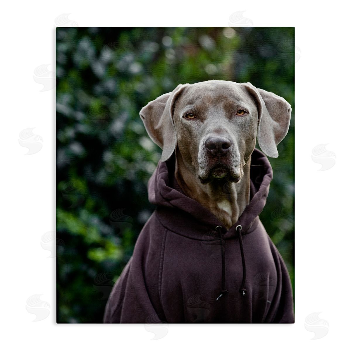 Michael Brian Labrador Dog Wearing Sweatshirt Hoodie Detailed Photography Stretched Canvas Wall Art Print