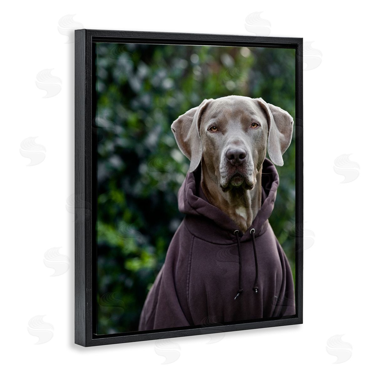 Michael Brian Labrador Dog Wearing Sweatshirt Hoodie Detailed Photography Black Floating Frame Canvas Wall Art Print