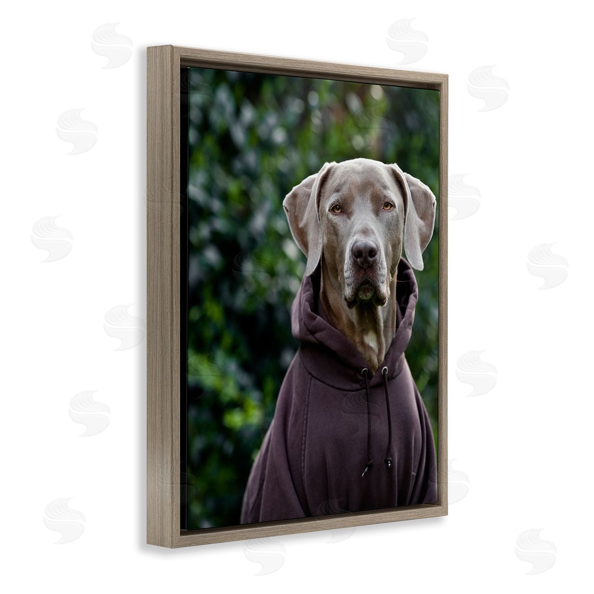 Michael Brian Labrador Dog Wearing Sweatshirt Hoodie Detailed Photography Brown Floating Frame Canvas Wall Art Print