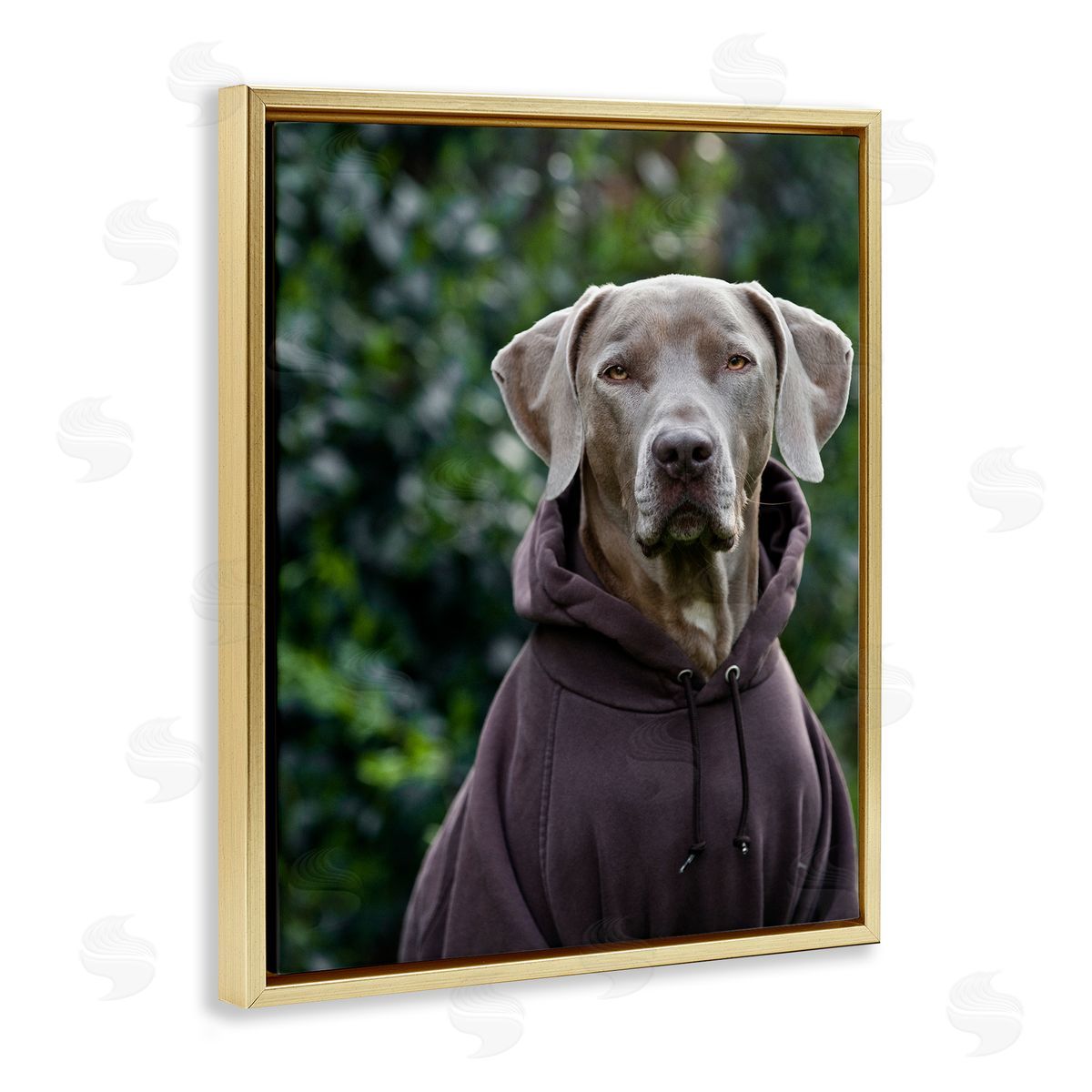 Michael Brian Labrador Dog Wearing Sweatshirt Hoodie Detailed Photography Gold Floating Frame Canvas Wall Art Print