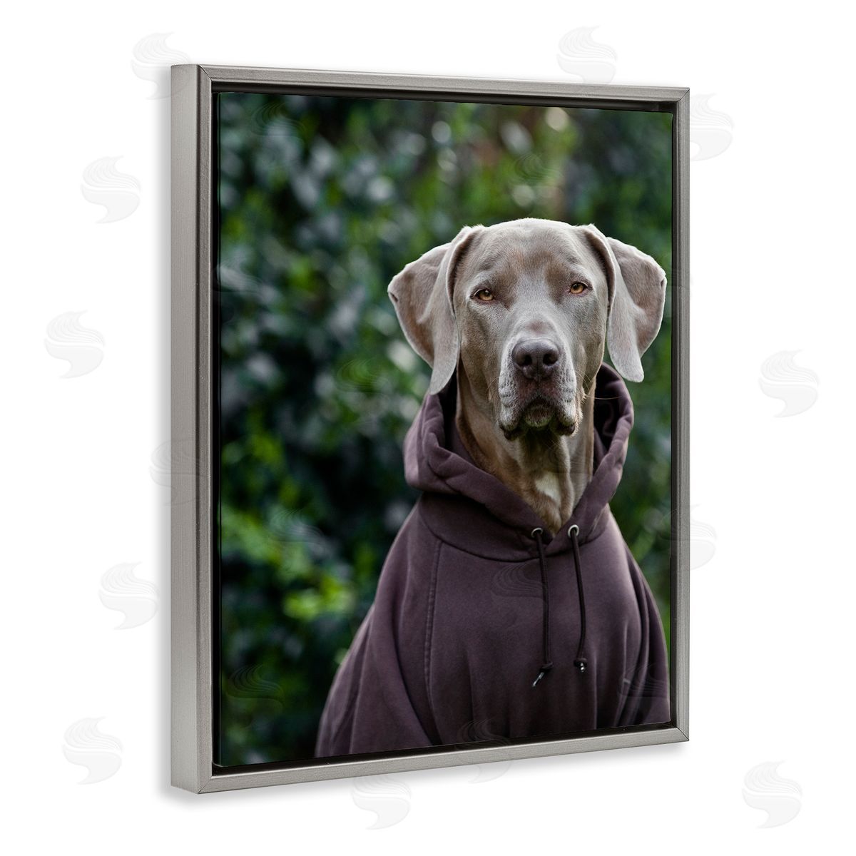 Michael Brian Labrador Dog Wearing Sweatshirt Hoodie Detailed Photography Gray Floating Frame Canvas Wall Art Print