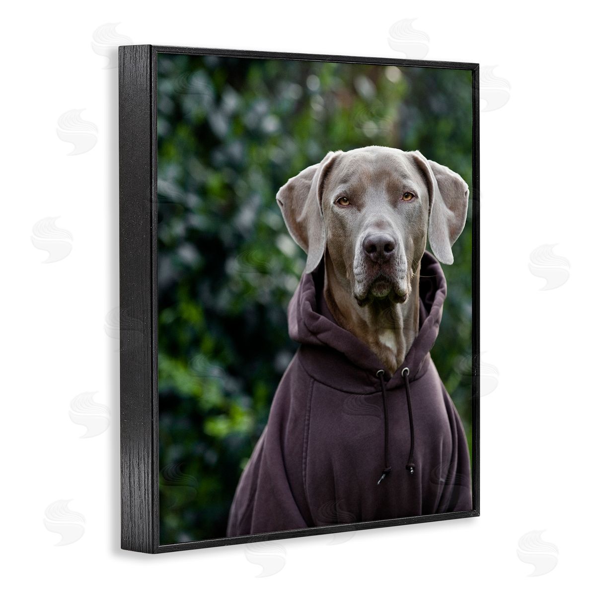 Michael Brian Labrador Dog Wearing Sweatshirt Hoodie Detailed Photography Black Framed Giclee Wall Art Print