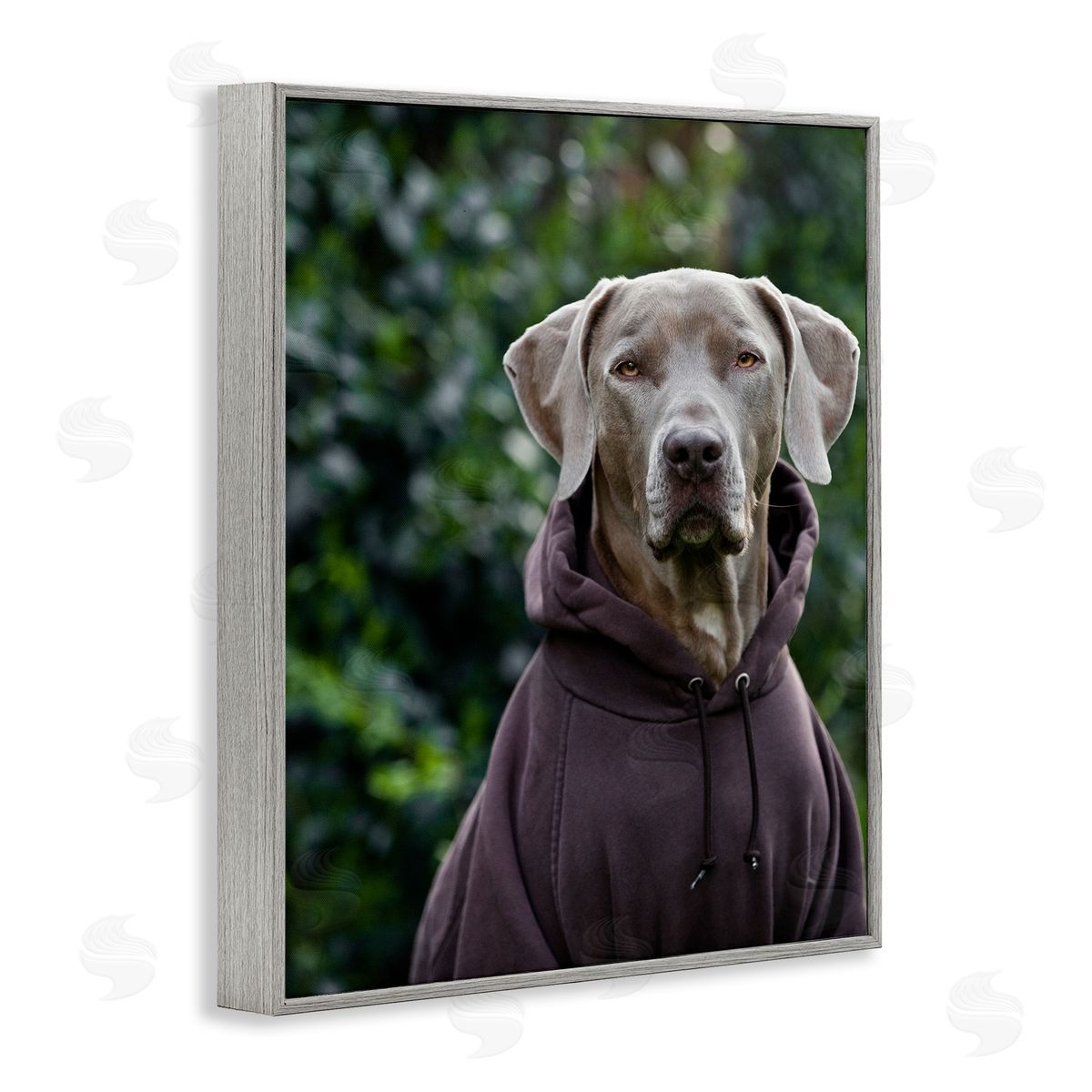 Michael Brian Labrador Dog Wearing Sweatshirt Hoodie Detailed Photography Gray Framed Giclee Wall Art Print