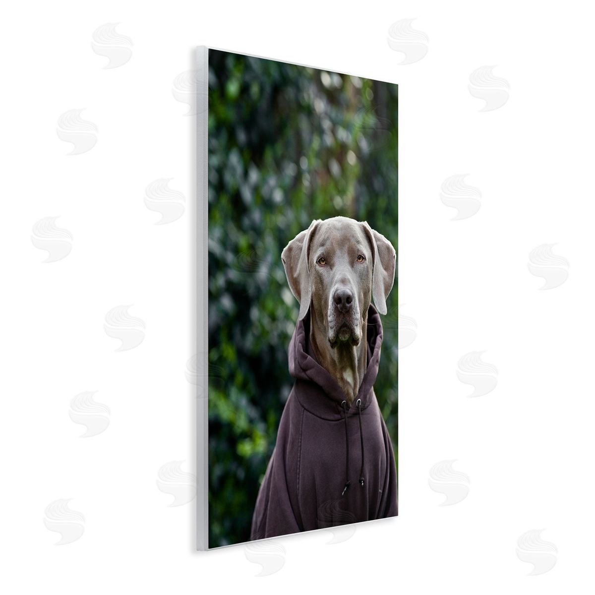 Michael Brian Labrador Dog Wearing Sweatshirt Hoodie Detailed Photography Wall Plaque Art Print