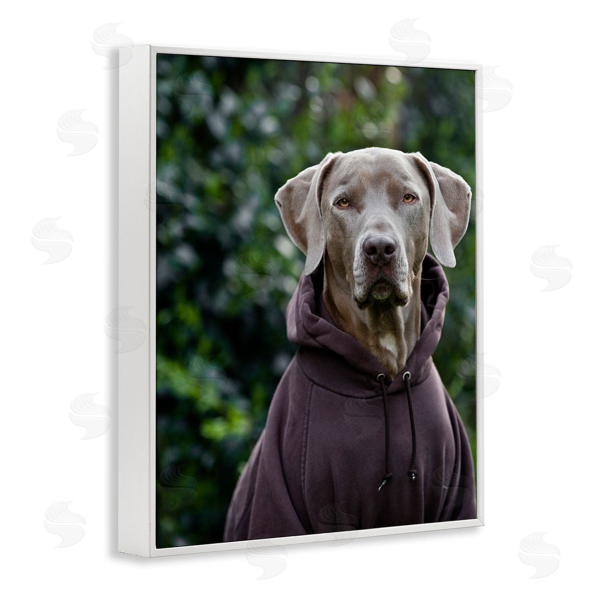 Michael Brian Labrador Dog Wearing Sweatshirt Hoodie Detailed Photography White Framed Giclee Wall Art Print