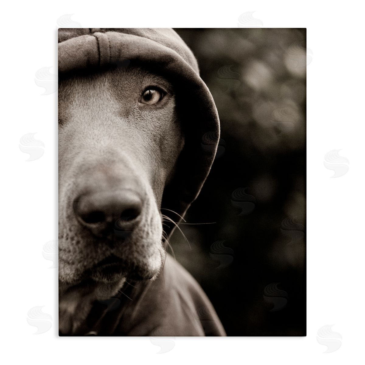 Michael Brian Dog Wearing Hooded Sweater Close-Up Monochrome Photography  Stretched Canvas Wall Art Print