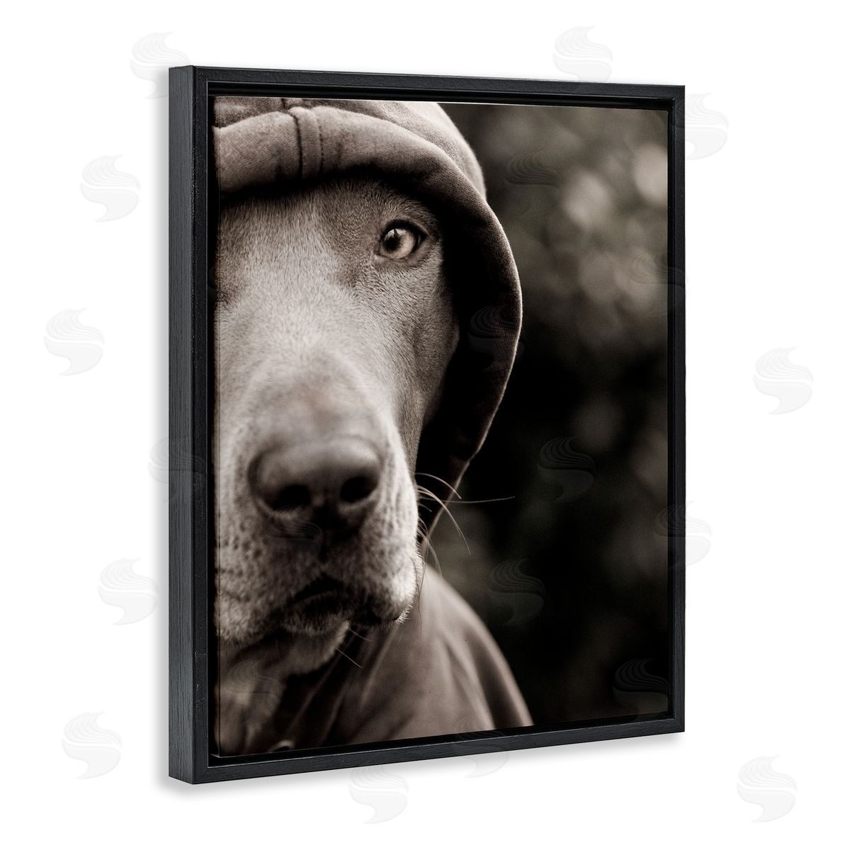 Michael Brian Dog Wearing Hooded Sweater Close-Up Monochrome Photography  Black Floating Frame Canvas Wall Art Print