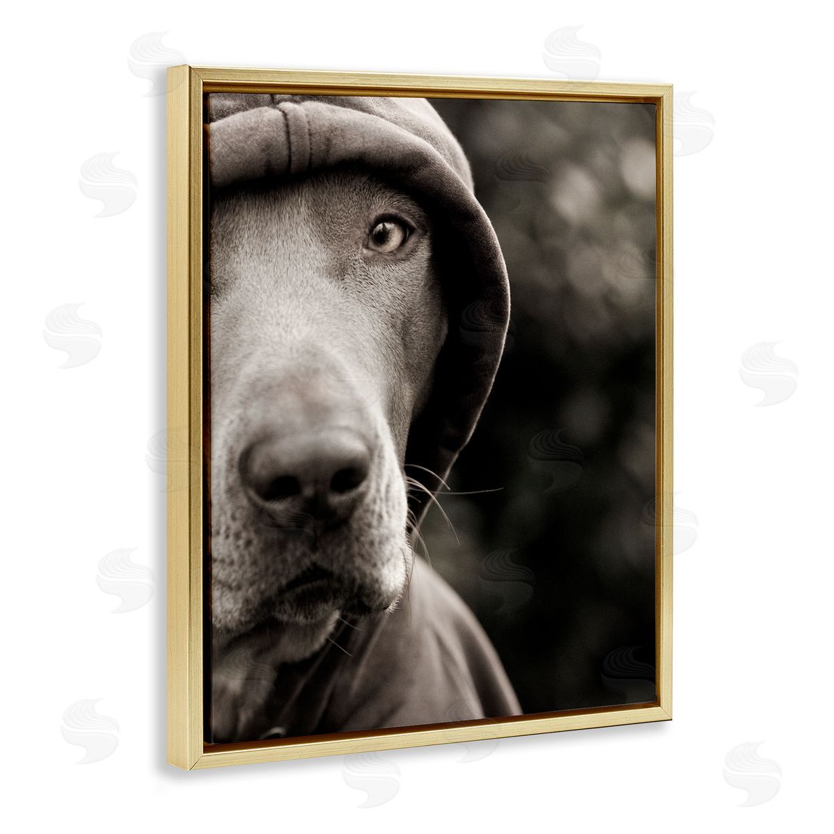 Michael Brian Dog Wearing Hooded Sweater Close-Up Monochrome Photography  Gold Floating Frame Canvas Wall Art Print