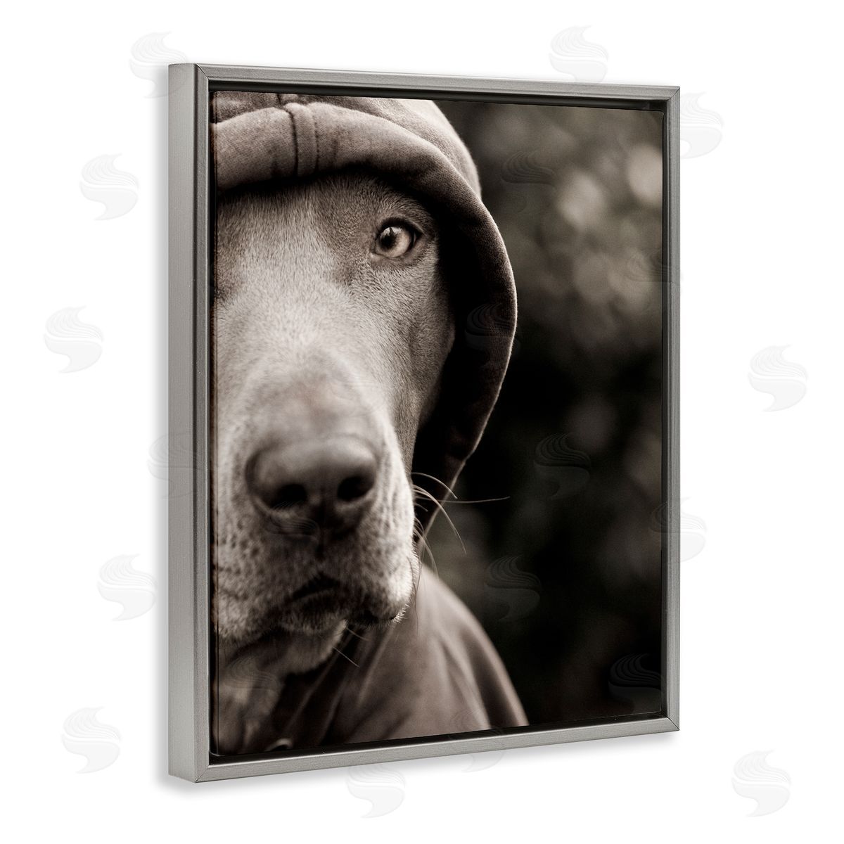 Michael Brian Dog Wearing Hooded Sweater Close-Up Monochrome Photography  Gray Floating Frame Canvas Wall Art Print