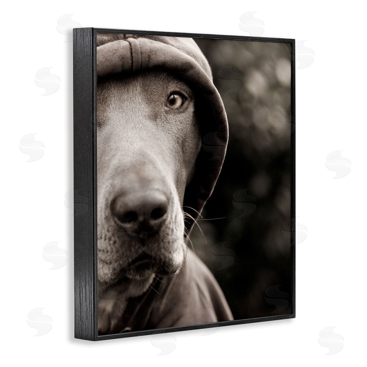 Michael Brian Dog Wearing Hooded Sweater Close-Up Monochrome Photography  Black Framed Giclee Wall Art Print
