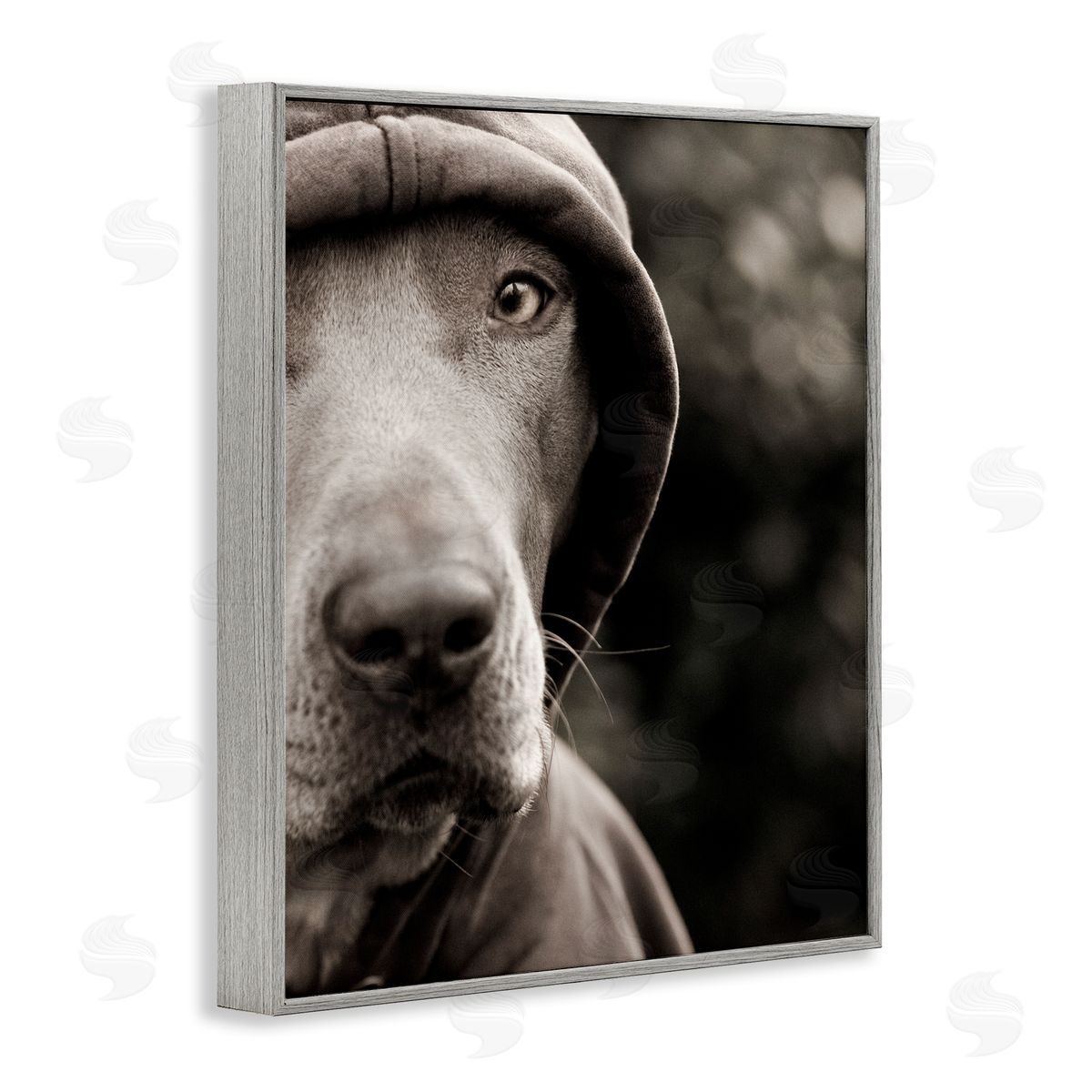 Michael Brian Dog Wearing Hooded Sweater Close-Up Monochrome Photography  Gray Framed Giclee Wall Art Print