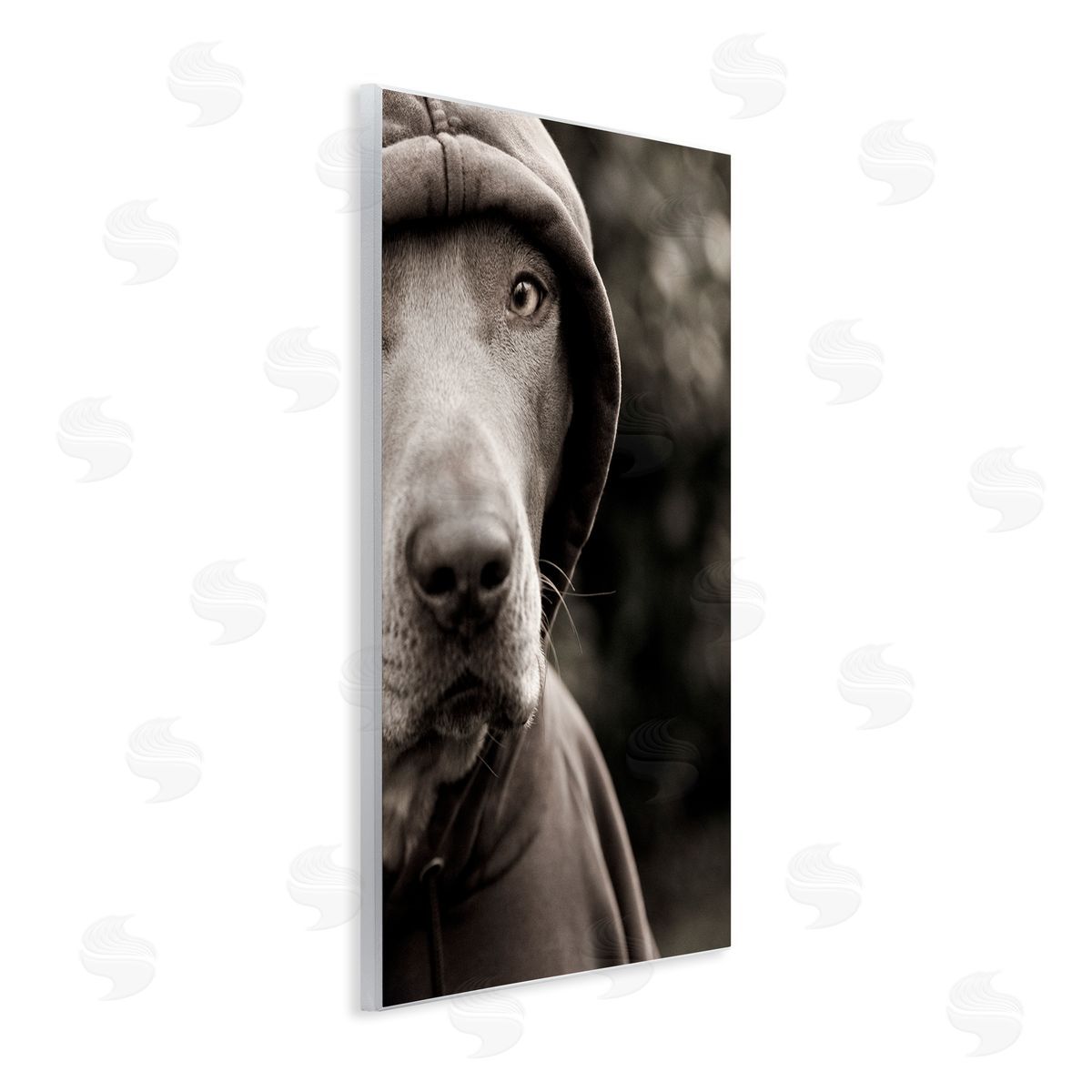 Michael Brian Dog Wearing Hooded Sweater Close-Up Monochrome Photography  Wall Plaque Art Print