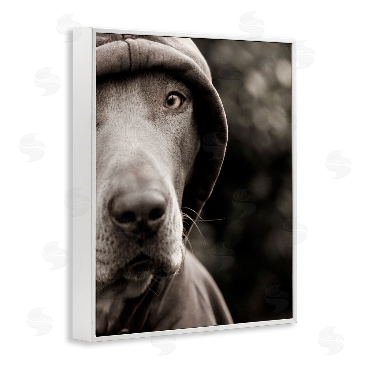 Michael Brian Dog Wearing Hooded Sweater Close-Up Monochrome Photography  White Framed Giclee Wall Art Print