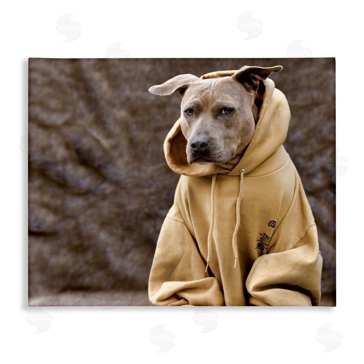 Michael Brian Beautiful Dog Wearing Cozy Yellow Hoodie Photography Stretched Canvas Wall Art Print