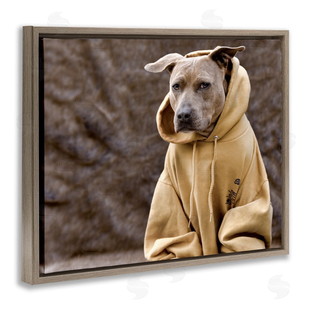 Michael Brian Beautiful Dog Wearing Cozy Yellow Hoodie Photography Brown Floating Frame Canvas Wall Art Print