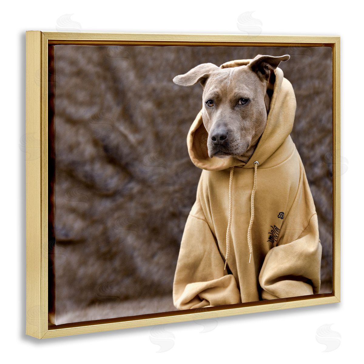 Michael Brian Beautiful Dog Wearing Cozy Yellow Hoodie Photography Gold Floating Frame Canvas Wall Art Print
