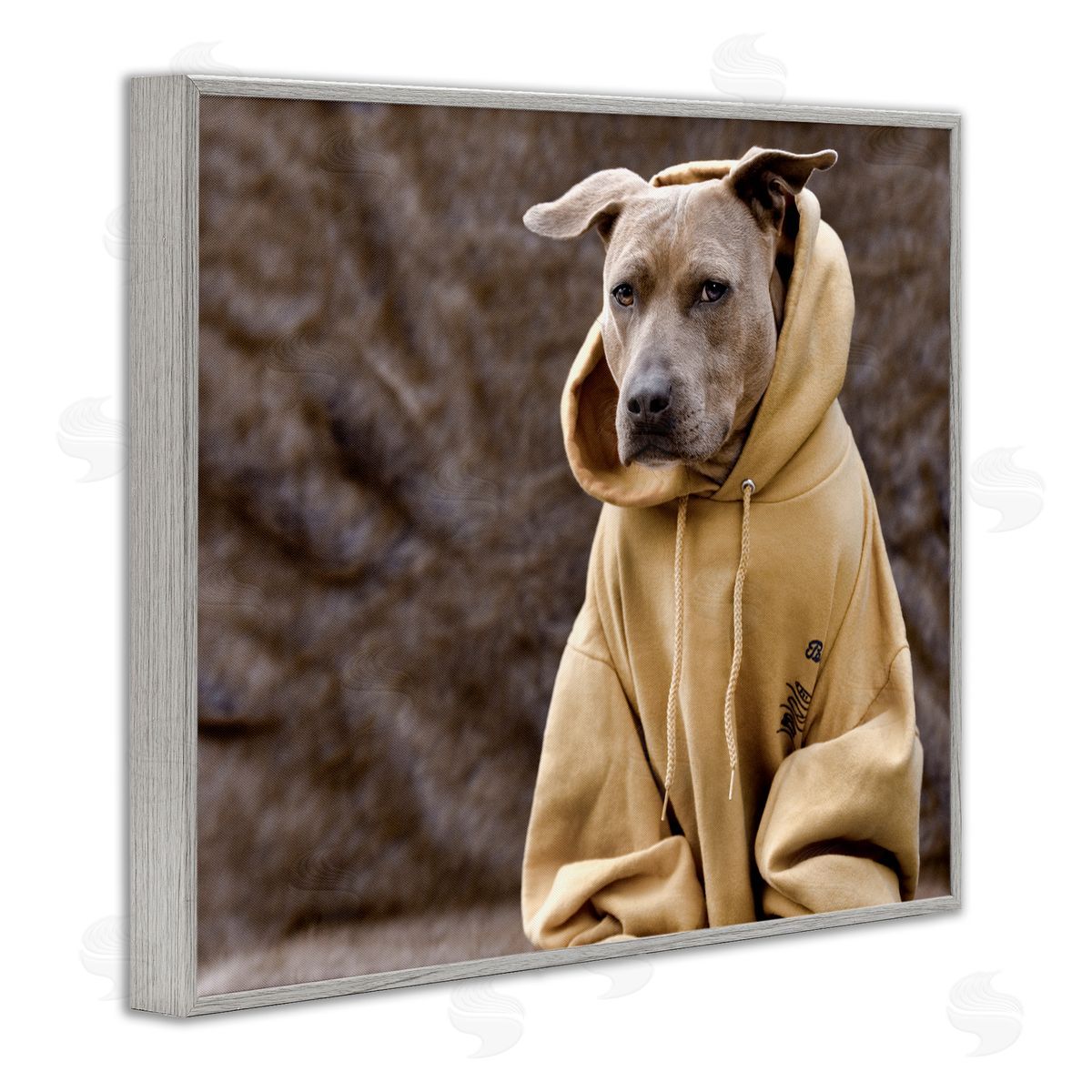 Michael Brian Beautiful Dog Wearing Cozy Yellow Hoodie Photography Gray Framed Giclee Wall Art Print