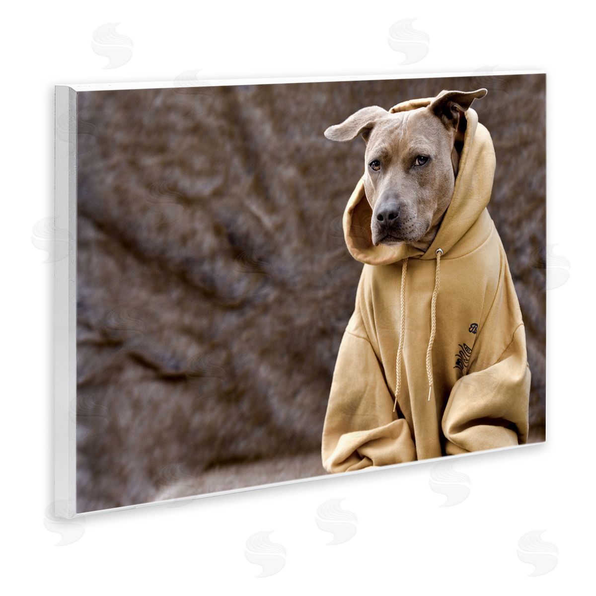 Michael Brian Beautiful Dog Wearing Cozy Yellow Hoodie Photography Wall Plaque Art Print