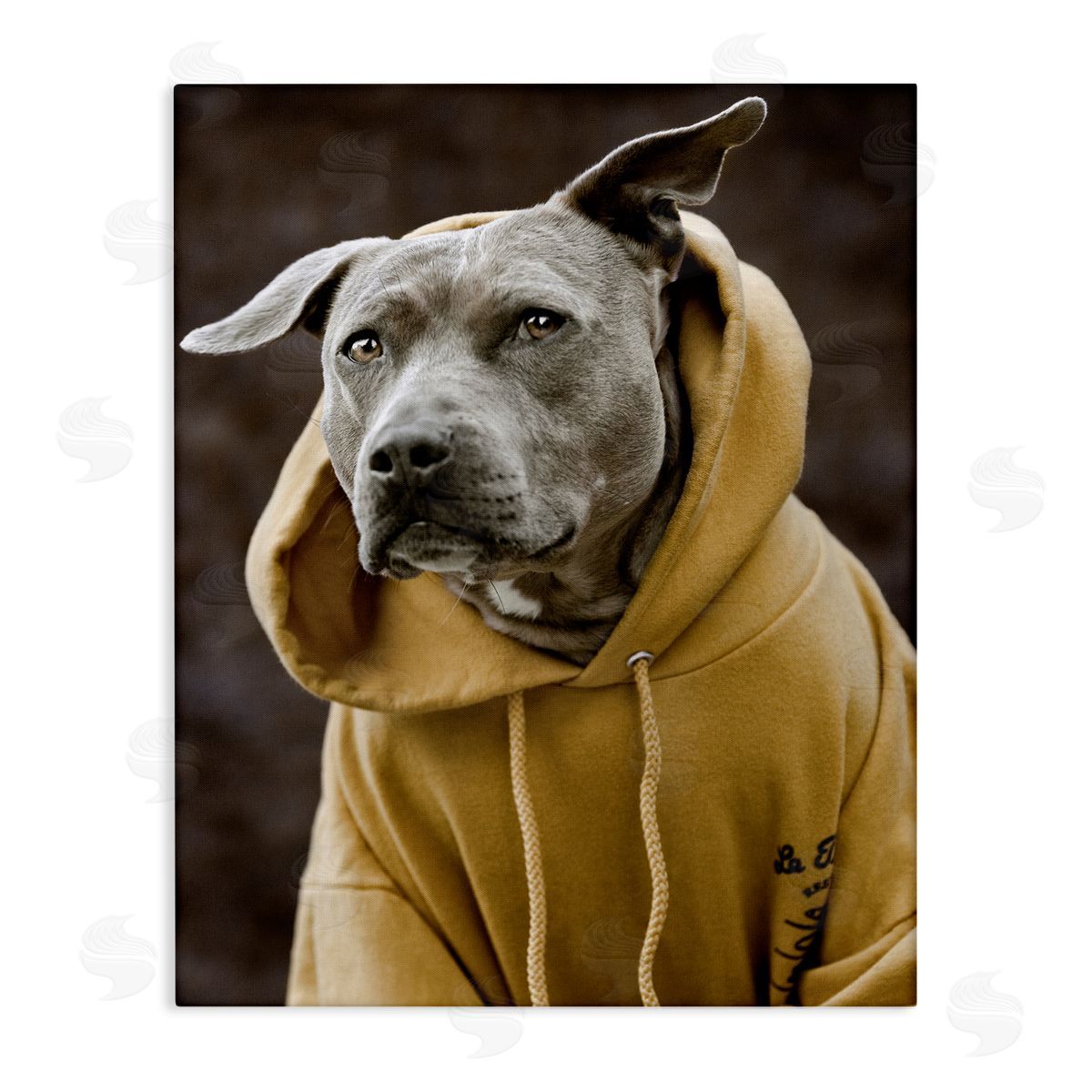 Michael Brian Smiling Labrador Dog Wearing Hooded Yellow Sweatshirt  Stretched Canvas Wall Art Print
