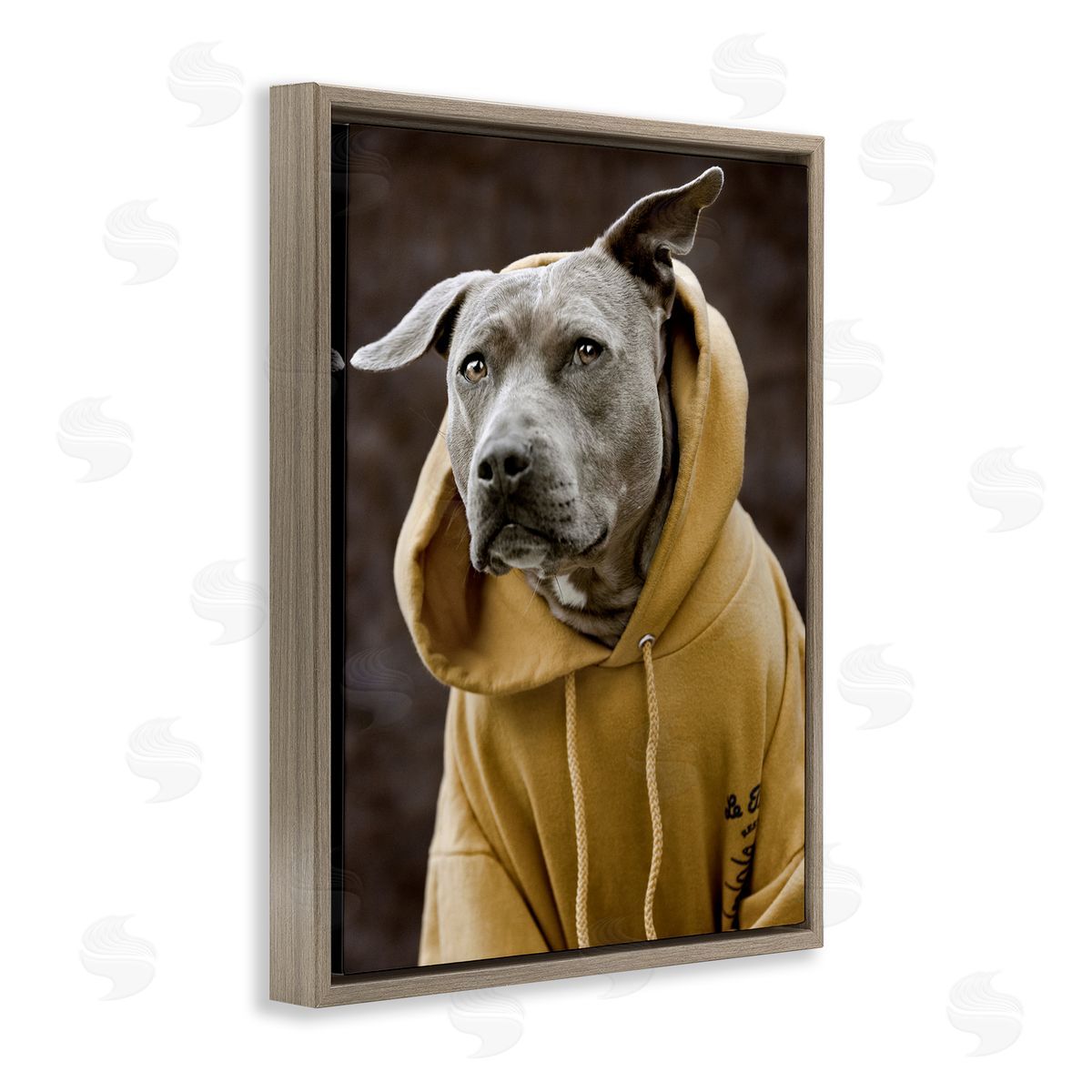 Michael Brian Smiling Labrador Dog Wearing Hooded Yellow Sweatshirt  Brown Floating Frame Canvas Wall Art Print