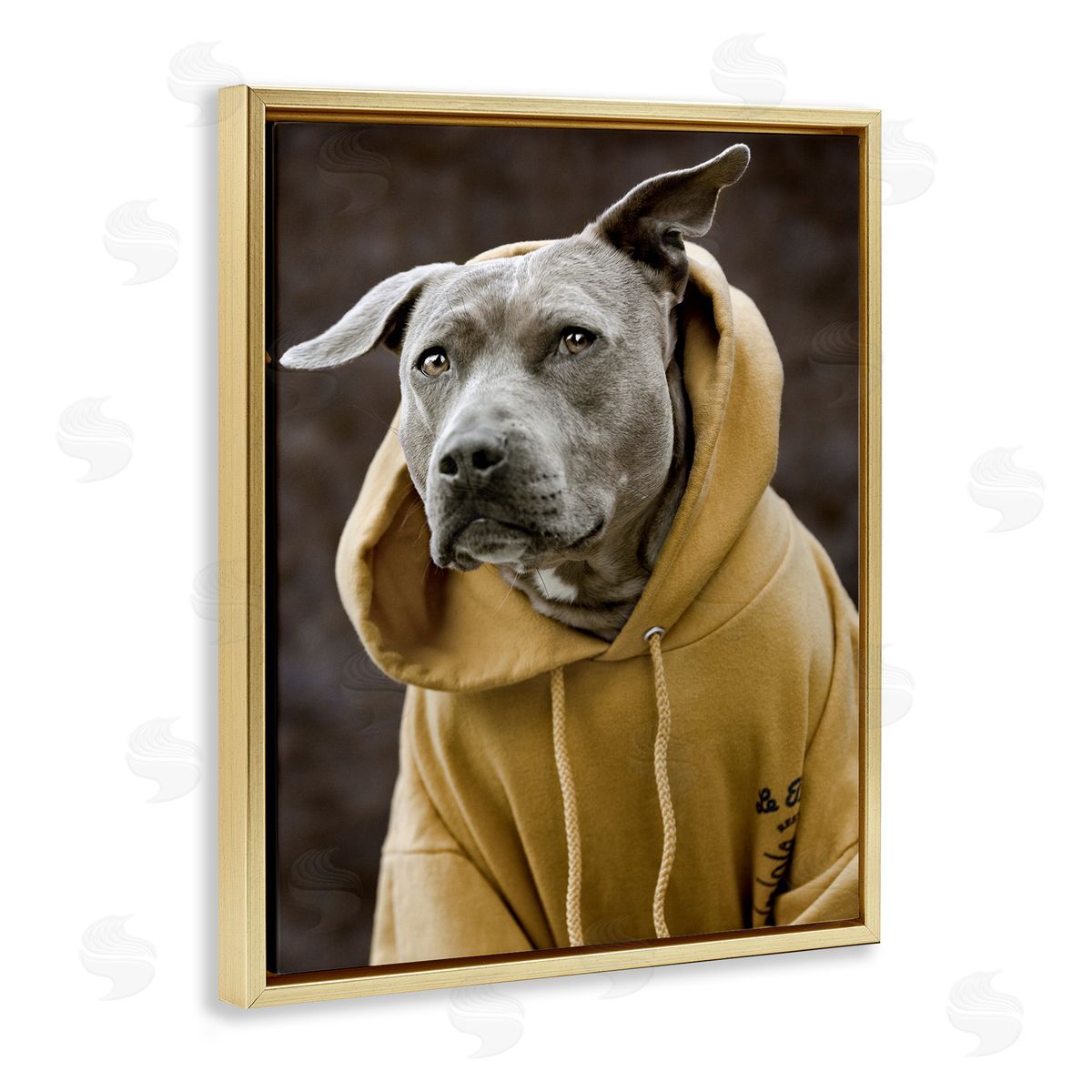Michael Brian Smiling Labrador Dog Wearing Hooded Yellow Sweatshirt  Gold Floating Frame Canvas Wall Art Print