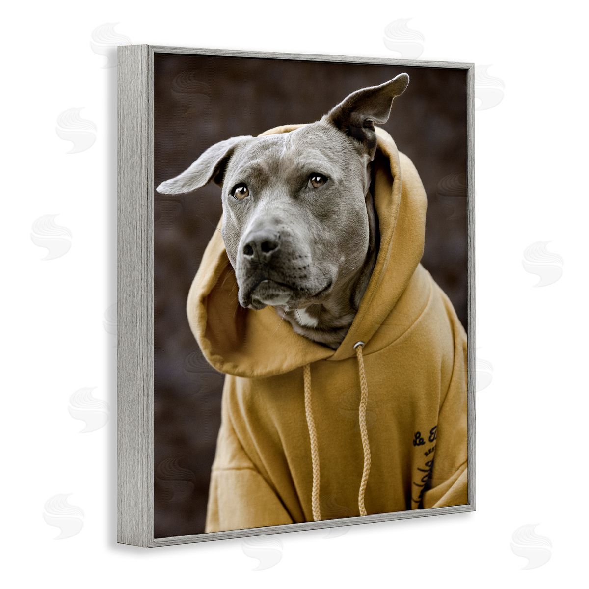 Michael Brian Smiling Labrador Dog Wearing Hooded Yellow Sweatshirt  Gray Framed Giclee Wall Art Print