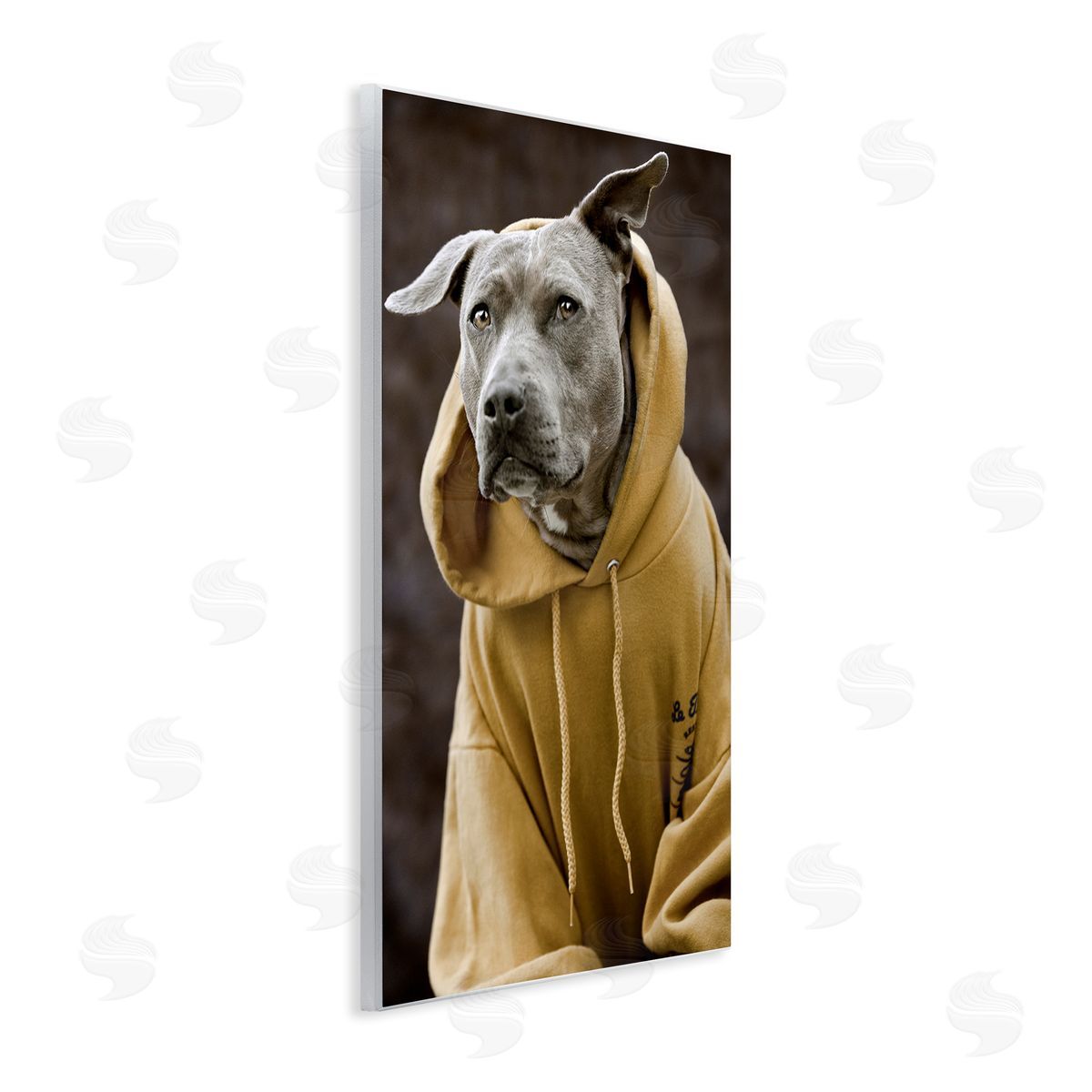Michael Brian Smiling Labrador Dog Wearing Hooded Yellow Sweatshirt  Wall Plaque Art Print