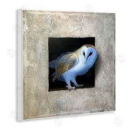 Alan Weston | Mysterious Barn Owl Peering