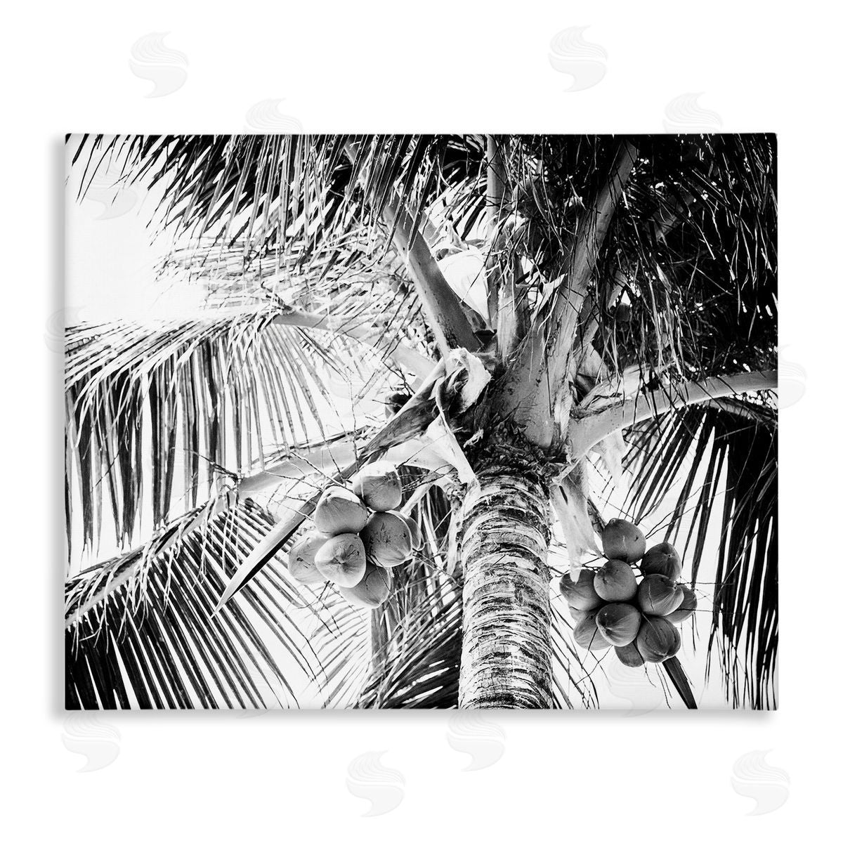 Two Smart Blondes Tropical Coconut Fruits Growing Monochrome Palm Tree  Stretched Canvas Wall Art Print